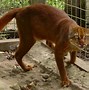 Jenis Burung Di Kalimantan Timur